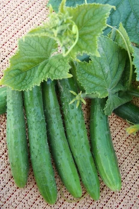 SeedsUP - 10+ Seeds Indoor Cucumber Zozula F1 Self-Pollinating - Vegetable Green