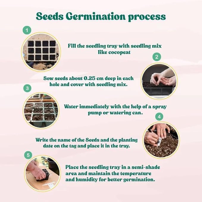 20+ Mixed Color Geranium Seeds for Planting - Rare Perennial Non-GMO Flower Seeds, Indoor/Outdoor Potted Garden Plants, Attract Pollinators, Easy to Grow & Fast Germinating