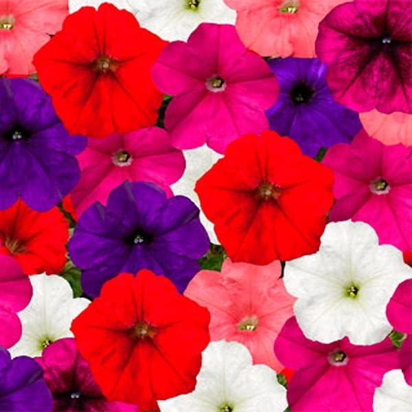 Petunia Unicum F1 Mix Seeds – Annual Hybrid Flower | Compact Grandiflora with Large, Vibrant Blooms for Beds & Containers