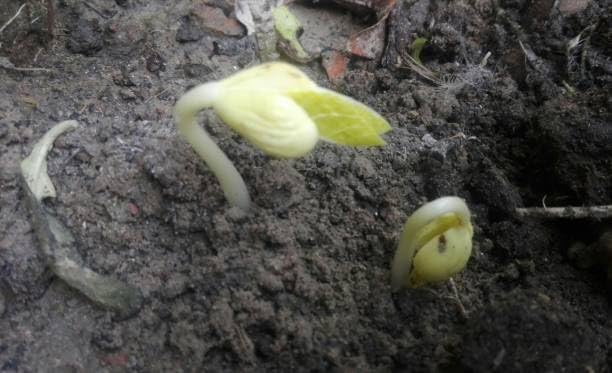 Rattlesnake Bean Seeds - 20 Large Bean Seeds - Marde Ross & Company ®