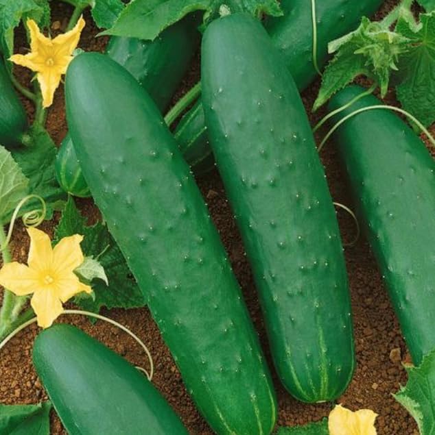 Seeds Indoor Cucumber April F1 - Self-Pollinated - Heirloom Vegetable - GMO Free