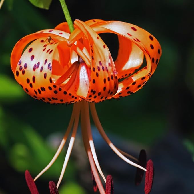 10 Tiger Lilies Bulbs for Planting, Turks Cap Lily Bulbs for Planting Outdoors, Annual Flower Bulb, Easy to Plant