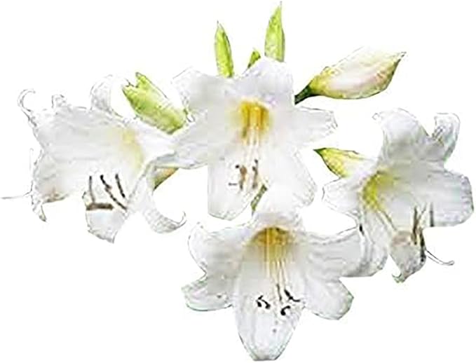Amaryllis Belladonna - Naked Ladies - 1 Pink Bulb - Stunning Pink Blooms for Outdoor Gardens - Easy-to-Grow Perennial Flowering Plant