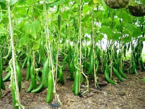 Seeds Cucumber Chinese Miracle - Open-Pollinated - Heirloom Vegetable - GMO Free