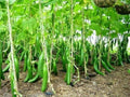 Seeds4planting - Seeds Cucumber Chinese Miracle Long Heirloom Vegetable Non GMO (20 Seeds)