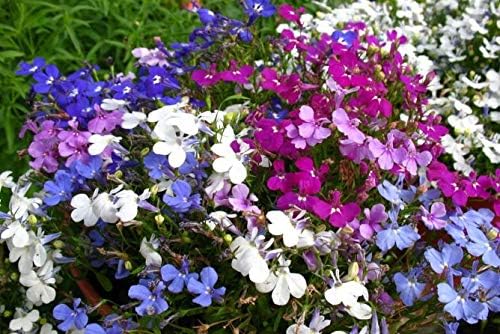 KIRA SEEDS - Seeds Lobelia Сascade Mix - Annual Flowers for Planting - GMO Free