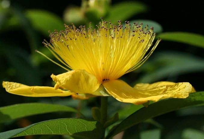 NIKA SEEDS - Seeds Herb St John's Wort Medicinal - 1500 Seeds