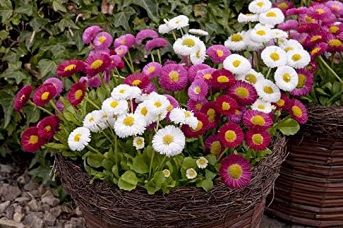 Seeds English Daisy Pompon Double Mix (Marguerite Bellis perennis) Outdoor Cut Perennial Flowers for Garden Planting