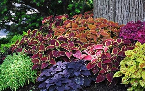 100+ Seeds Coleus Exotic (Black, Chocolate, Red Dragon, Watermelon) Indoor Full Sun - Flower Mix