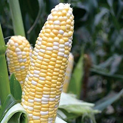Park Seed Variety of Corn Seeds, Non-GMO Vegetable Seeds for Planting, Easy to Grow, Perfect for Harvesting, American Dream Hybrid, Pack of 100
