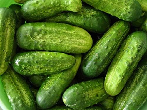 CEMEHA SEEDS - Seeds Cucumber Source F1 Rodnichok Open-Pollinated Pickling Non GMO Vegetable for Planting