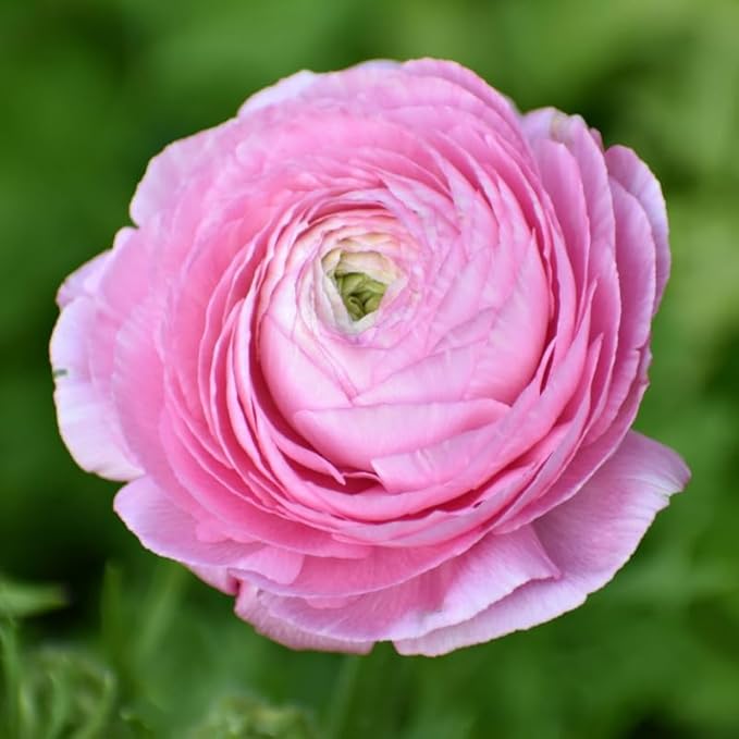 Set 50 Ranunculus Bulbs for Planting, Pink Ranunculus Corms Bulk, Butterfly Ranunculus Flowers Bulbs Spring Fall, Peony Buttercup Ranunculus