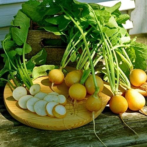 Seeds Vegetable Radish Yellow 23 Days Heirloom - 300 Seeds