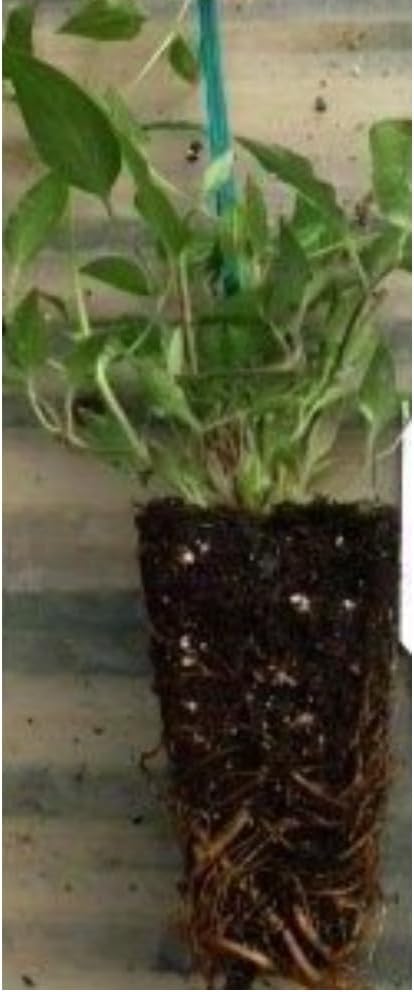 Chocolate Vine Perennial - Edible - Akebia quinata - 2.5" Pot