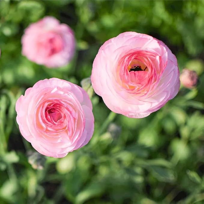 Pack 25 Ranunculus Bulbs for Planting, Picotee Pink Ranunculus Corms, Butterfly Ranunculus Flowers Bulbs to Grow, Peony Buttercup Ranunculus