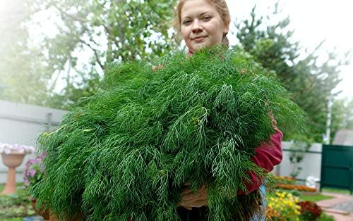 NIKA SEEDS - Seeds Herb Dill Bush Giant 30 Days Green - 2000 Seeds