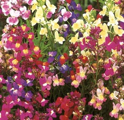 Fairy Bouquet Snapdragon Flower Seeds – 2000+ Non-GMO & Heirloom Seeds by Isla’s Garden Seeds, Spurred Variety with Whimsical Blooms, Ideal for Borders, Pollinator Gardens & Bouquets, Gardening Gift