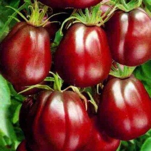 Seeds Tomato Black Truffle Vegetable Garden Heirloom for Planting Non GMO