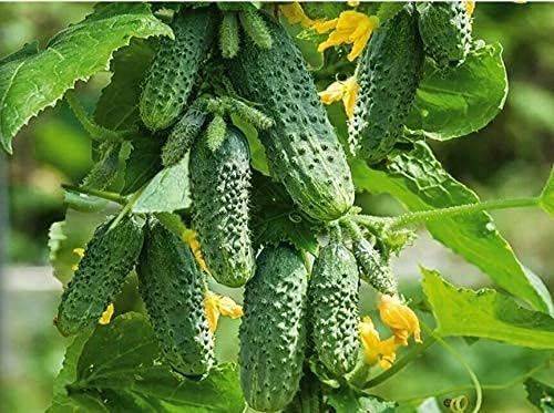 Seeds4planting - Seeds Cucumber to The Envy of a Neighbor Pickling 45 Days Vegetable Non GMO