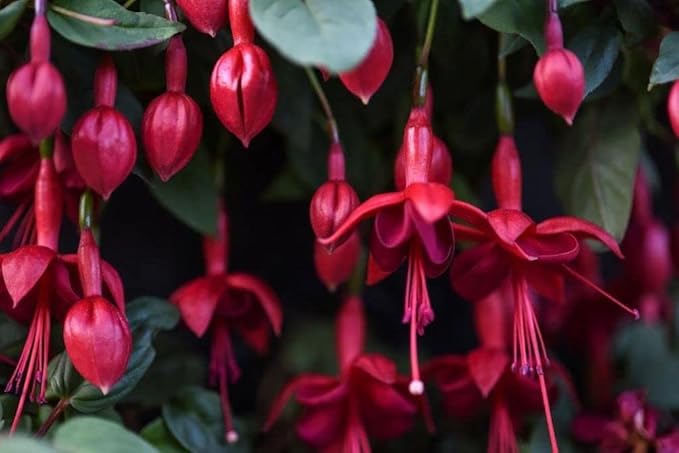 Mixed 100 Seeds Fuchsia Flower Seeds Perennial Home Bonsai