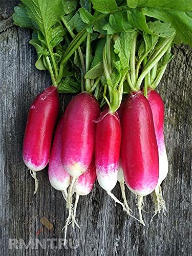 Seeds French Radish Fire N Ice - 18 Days - Heirloom Vegetable - GMO Free