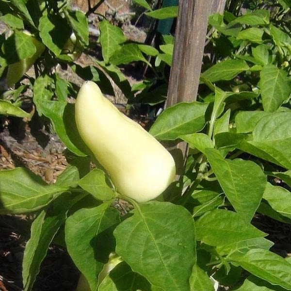 Pepper Joe’s Feher Ozon Paprika Seeds ­­­­­– Pack of 10+ Sweet Hungarian Chili Pepper Seeds – USA Grown ­– Premium Non-GMO Heirloom Paprika Pepper Seeds for Planting in Your Garden