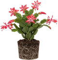 Red Christmas Cactus Plants Live, Size 3-6" Christmas Cactus Plant, Colorful Holiday Houseplant Flowering Succulent Live Plants for Planting, Well Rooted, No Pot