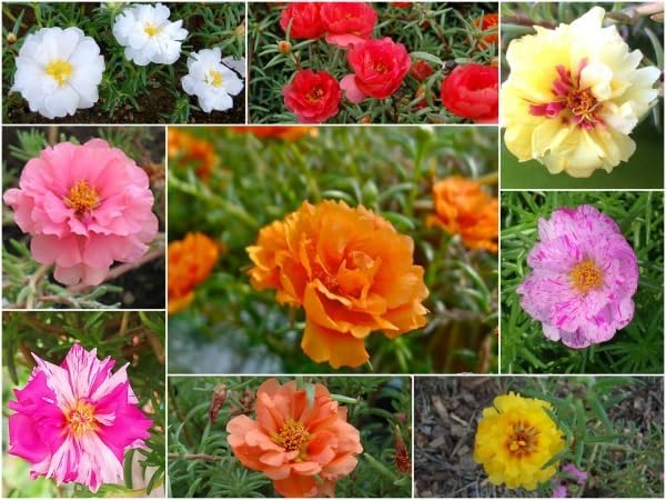 10,000+ Moss Rose Seeds – Heirloom Portulaca Seeds – Easy to Grow, Fast-Growing Annual Flower – Mixed Colors – Drought Tolerant, Non-GMO Ground Cover for Garden Landscaping