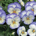 Park Seed Viola Flower Plant Seeds, Easy to Grow, Perfect for Spring Garden, Penny Purple Picotee, Pack of 25