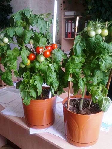 SeedsUP - 40+ Seeds Indoor Dwarf Tomato Year-Round - Vegetable Red