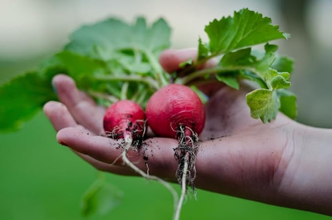 Park Seed Radish Vegatable Plant Seeds, Easy to Grow, Variety of Colors, Spring Garden, Rudolf Organic, Pack of 200