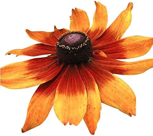 13,000 Pollinator Attracting Wildflower Seeds - 1 Ounce - Attracts Bees, Butterflies, and Other Beneficial Insects, Bees Knees Mix