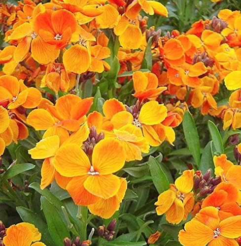 Siberian WallFlower 100+ Seeds Newly Harvested, Beautiful Cut Flowers