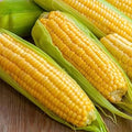 Golden Bantam Corn Seeds - 100 Count Seed Pack - an Outstanding Sweet Corn Variety with Great Flavor - Country Creek LLC