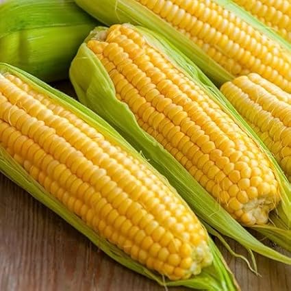 Golden Bantam Corn Seeds - 100 Count Seed Pack - an Outstanding Sweet Corn Variety with Great Flavor - Country Creek LLC
