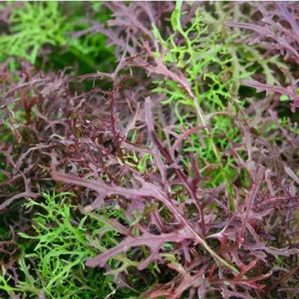 Seeds Mizuna Mix Lettuce Salad (Japanese Cabbage) Water Microgreen Heirloom Vegetable Non GMO