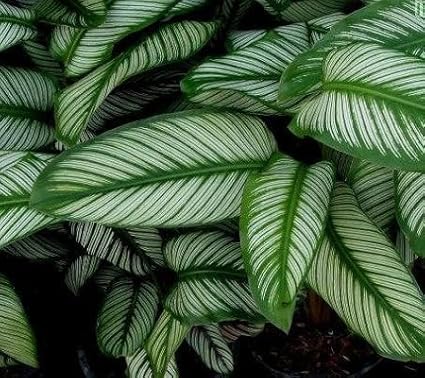100pcs Green Calathea Plant Seeds for Planting, Tropical Foliage Seeds for Indoor & Outdoor Growing | Easy to Grow Houseplant Seeds