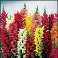 Park Seed Snap Dragon Flower Plant Seeds – Liberty Classic Mix with Vibrant Upright Blooms in Multiple Colors, Easy to Start Indoors, Ideal for Spring Beds & Borders, Cool-Season Favorite, Pack of 500