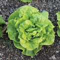 Park Seed Tom Thumb Butterhead Lettuce Seeds, Buttery and Medium Green, Pack of 1000