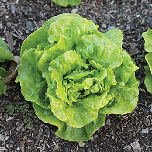 Park Seed Tom Thumb Butterhead Lettuce Seeds, Buttery and Medium Green, Pack of 1000