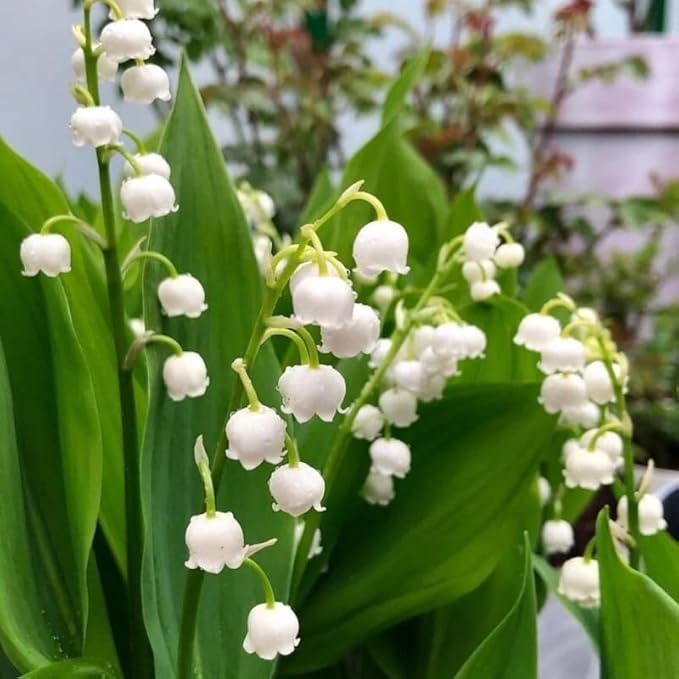 10 Live Lily of The Valley Bulbs, Fragrant White Lilies of The Valley Flowers, Bare Roots Plants for Planting