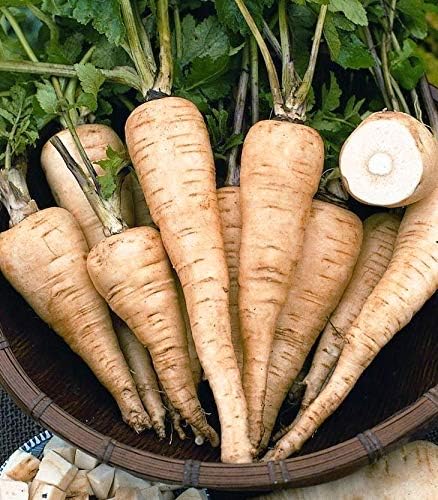 Seeds Parsnip Vegetable Heirloom Non GMO for Planting