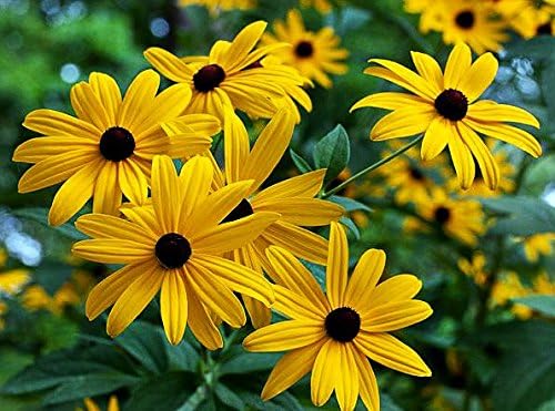 1000 Black-Eyed Susan Gloriosa Daisy Flower Seeds, Yellow, Biennial, Beautiful, Rudbeckia Hirta, from USA