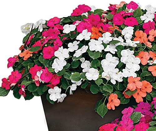 Park Seed Impatiens Flowering Plant Seeds, Shady Lady II Hybrid Mix, Pack of 30 Seeds