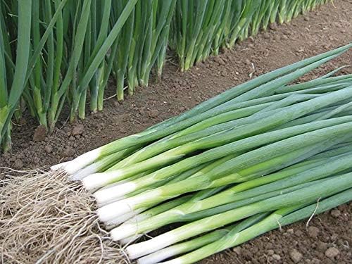 Seeds Bunching Green Onions Scallions 250+ Seeds for Planting Perennial Vegetable Garden Spring Onions Non-GMO