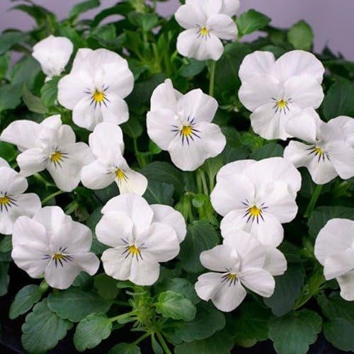 Outsidepride White Perfection Viola Pansy Seeds for Planting - 2000 Pcs. Perennial, Cold-Hardy & Pollinator Friendly Flowers with Fragrant Blooms for Garden Beds, Borders & Container Displays