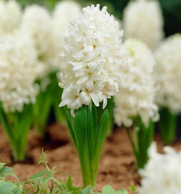 Votaniki White Pearl Hyacinth Bulbs - Hyacinthus Orientalis 'White Pearl' | Fragrant & Beautiful White Blooms - Easy to Grow Perennial Hyacinth (6 Pack)