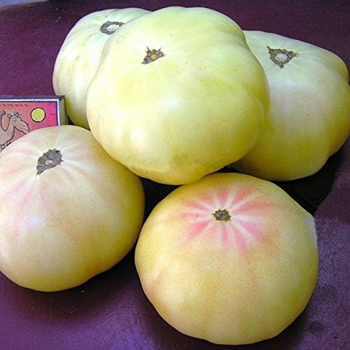 NIKA SEEDS - Seeds Vegetable Tomato Great White - 25 Seeds
