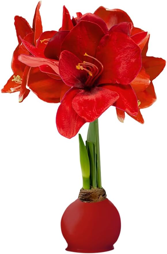 Waxed Amaryllis Bulb - Red Wax Red Blooms, No Water Needed, Extra-Large Indoor Winter Flower, New Years, Galentine & Valentine Holiday Gift
