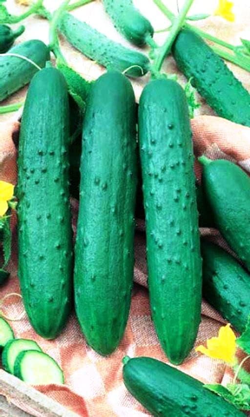 CEMEHA SEEDS - Seeds Indoor Cucumber Self-Pollinated Zozula F1 Pickling Non GMO Vegetable for Planting